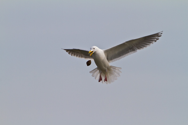 Gull Dropping Clam